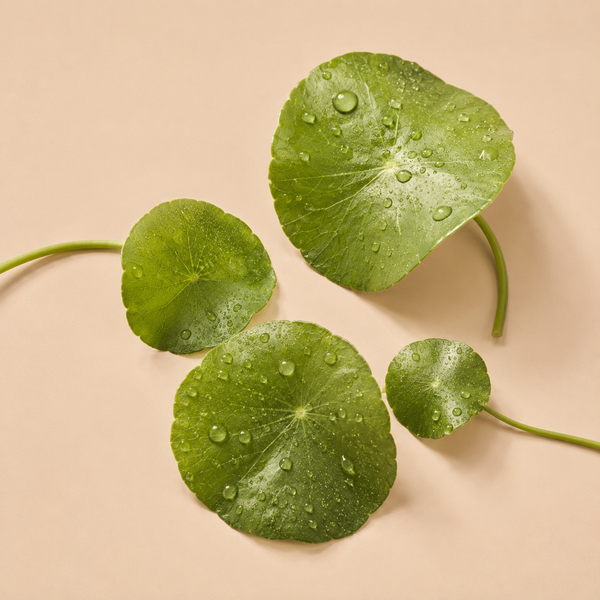 Centella Asiatica
